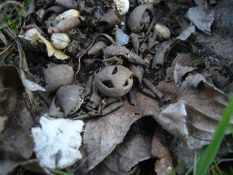 Sono funghi?